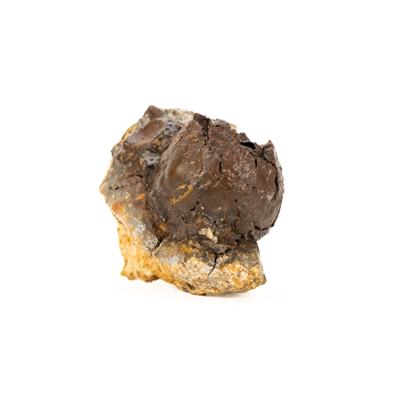 Atocha Wreck Swivel Gun Cannon Ball c.1622 Iron Encrusted in Coral Matrix
