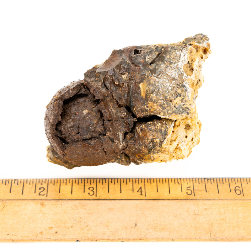 Atocha Wreck Swivel Gun Cannon Ball c.1622 Iron Encrusted in Coral Matrix