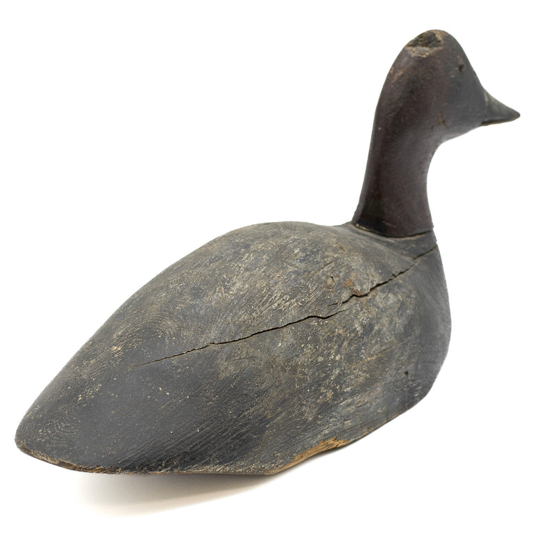 1930s Canvasback Drake - Detroit River Area