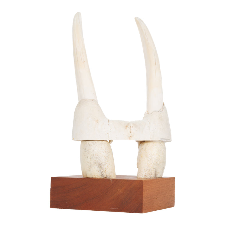 Walrus Tusks, Upper Jaw Section & Molars on Wood Mount