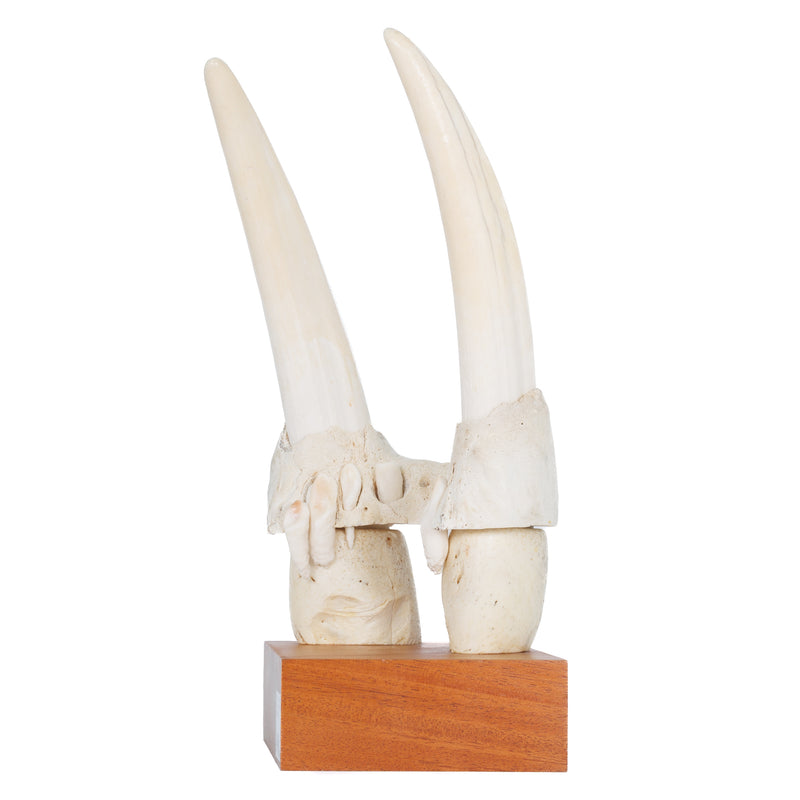 Walrus Tusks, Upper Jaw Section & Molars on Wood Mount