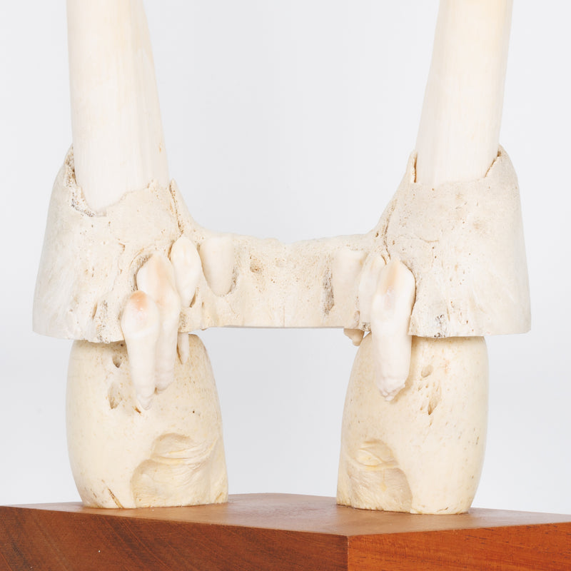 Walrus Tusks, Upper Jaw Section & Molars on Wood Mount