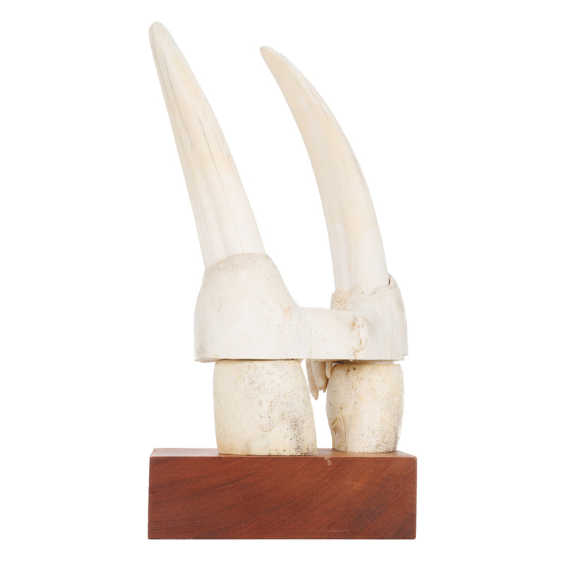 Walrus Tusks, Upper Jaw Section & Molars on Wood Mount